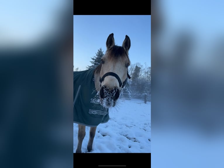 Poni alemán Caballo castrado 13 años 146 cm Bayo in Schildow