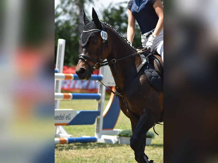 Poni alemán Caballo castrado 13 años 146 cm Morcillo in Suhlendorf