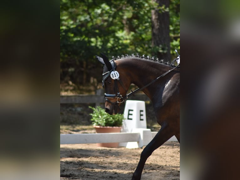 Poni alemán Caballo castrado 13 años 146 cm Morcillo in Suhlendorf