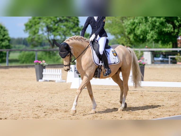 Poni alemán Caballo castrado 13 años 146 cm Palomino in Starnberg