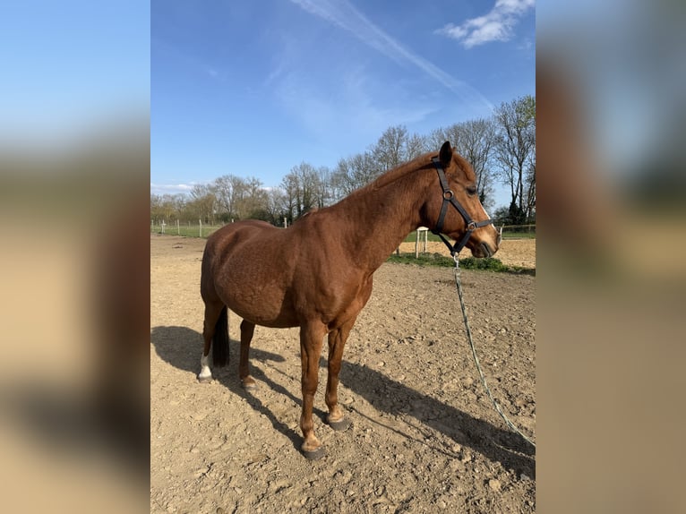 Poni alemán Caballo castrado 13 años 147 cm Alazán in Stendal