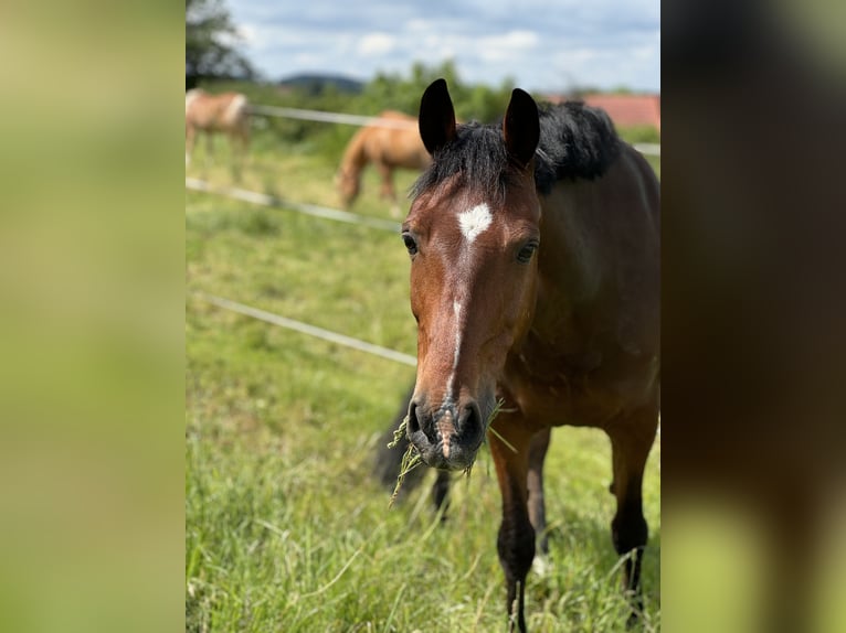 Poni alemán Caballo castrado 13 años 147 cm Castaño in Maisdorf