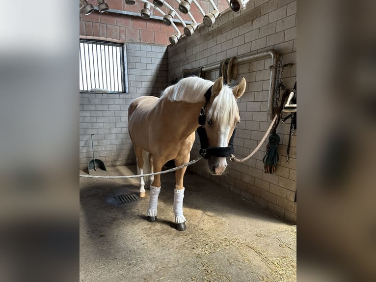 Poni alemán Caballo castrado 13 años 147 cm Palomino in Guxhagen