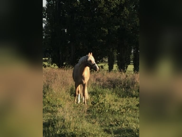 Poni alemán Caballo castrado 13 años 147 cm Palomino in Guxhagen