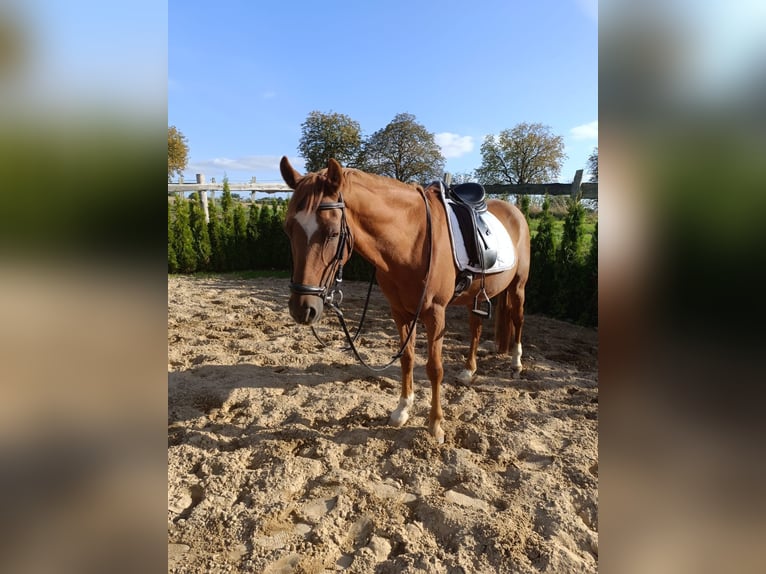 Poni alemán Caballo castrado 13 años 148 cm Alazán in Jabel