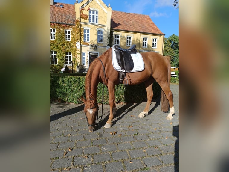 Poni alemán Caballo castrado 13 años 148 cm Alazán in Jabel