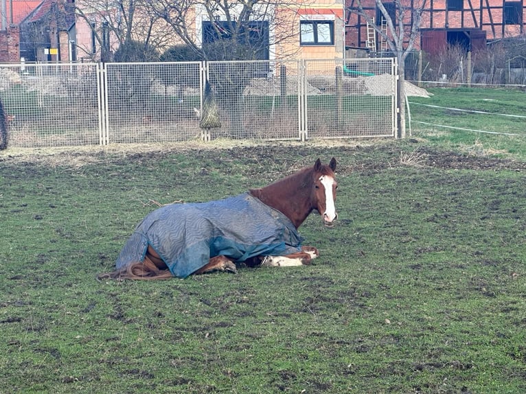Poni alemán Caballo castrado 13 años 148 cm Alazán in Groß Quenstedt