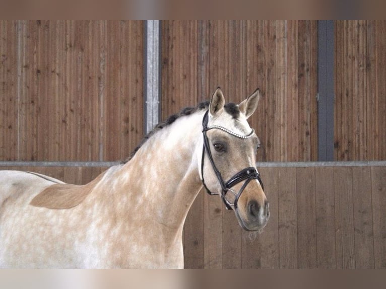 Poni alemán Caballo castrado 13 años 148 cm Bayo in Recke, bei Osnabrück