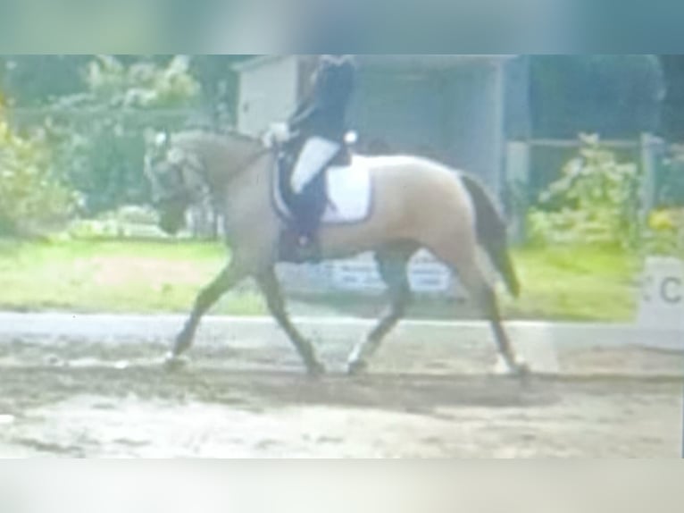 Poni alemán Caballo castrado 13 años 148 cm Bayo in Uetze