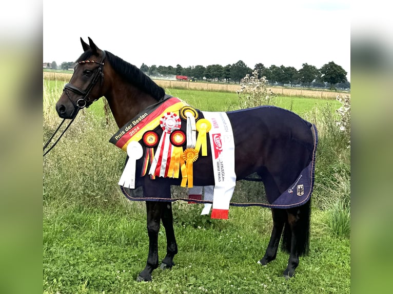 Poni alemán Caballo castrado 13 años 148 cm Castaño in Barsinghausen