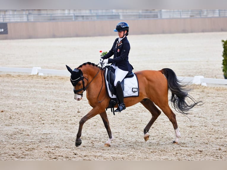 Poni alemán Caballo castrado 13 años 148 cm Castaño in Erharting