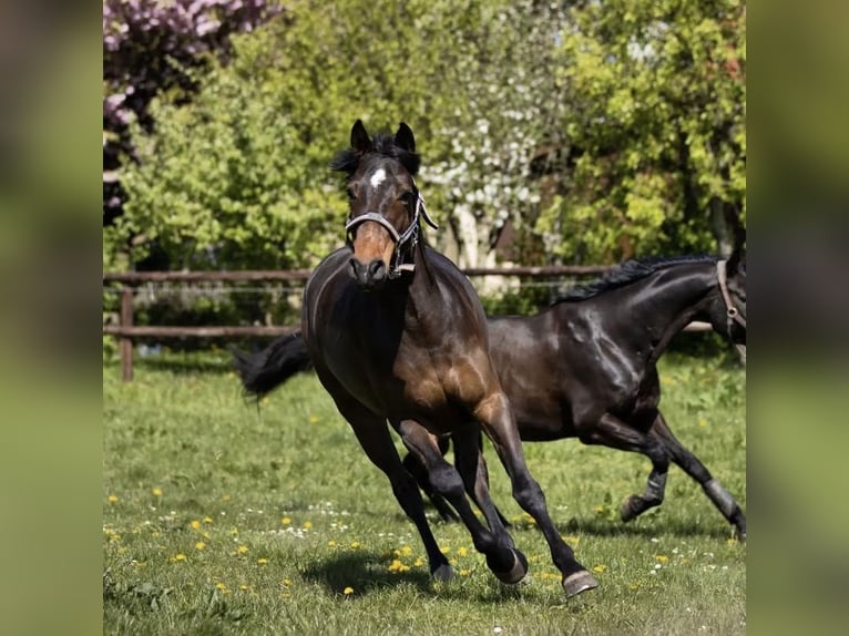 Poni alemán Caballo castrado 13 años 148 cm Castaño oscuro in Rügge