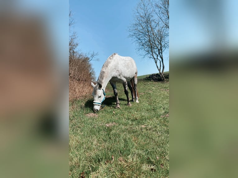 Poni alemán Caballo castrado 13 años 148 cm Tordo in Raisdorf