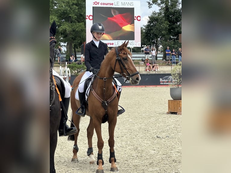 Poni alemán Caballo castrado 13 años 149 cm Alazán in Braunschweig