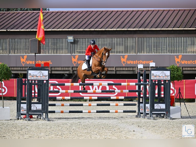 Poni alemán Caballo castrado 13 años 149 cm Alazán in Braunschweig