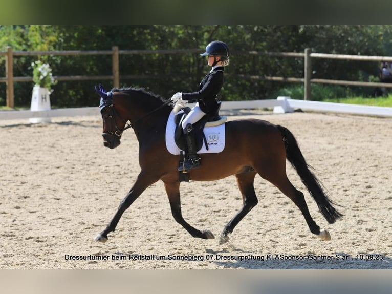 Poni alemán Caballo castrado 13 años 149 cm Castaño oscuro in Contern