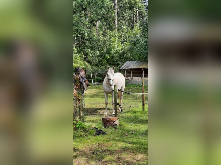 Poni alemán Caballo castrado 13 años 149 cm Tordo in Alpen