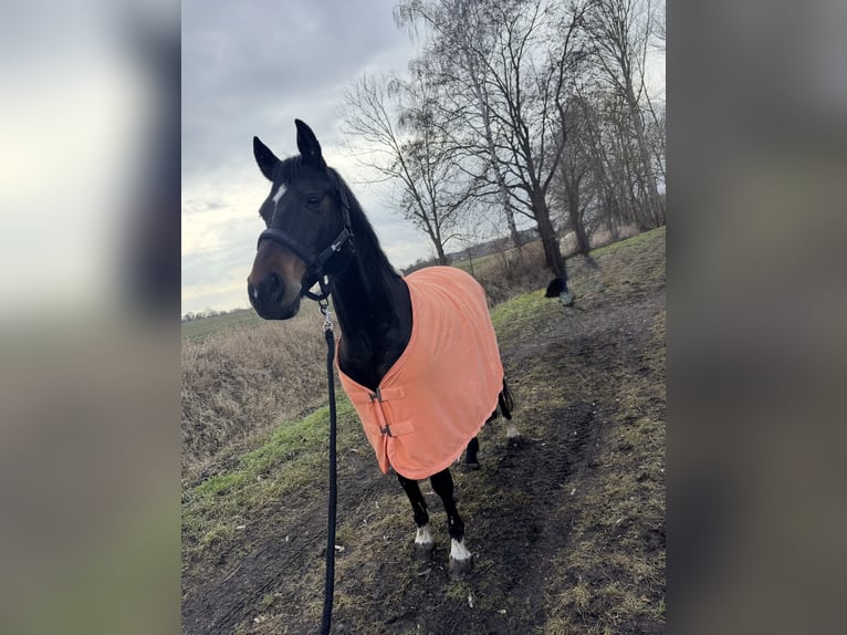 Poni alemán Caballo castrado 13 años 150 cm Castaño in Halle