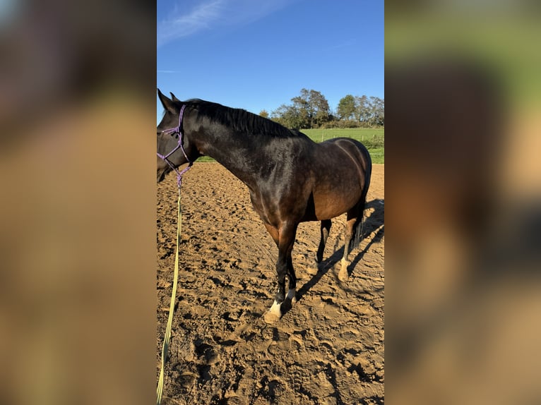 Poni alemán Caballo castrado 13 años 150 cm Castaño in Halle