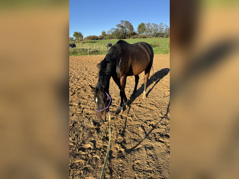 Poni alemán Caballo castrado 13 años 150 cm Castaño in Halle