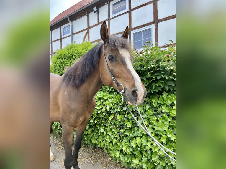 Poni alemán Caballo castrado 13 años 150 cm Castaño in Bad Driburg