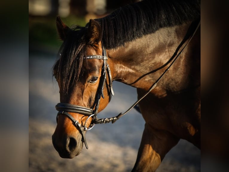 Poni alemán Caballo castrado 13 años 151 cm Castaño in Bedburg
