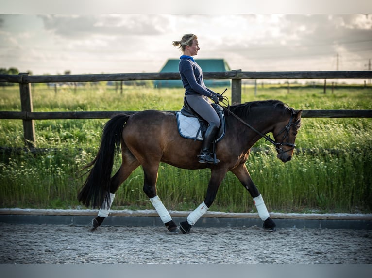 Poni alemán Caballo castrado 13 años 151 cm Castaño in Bedburg