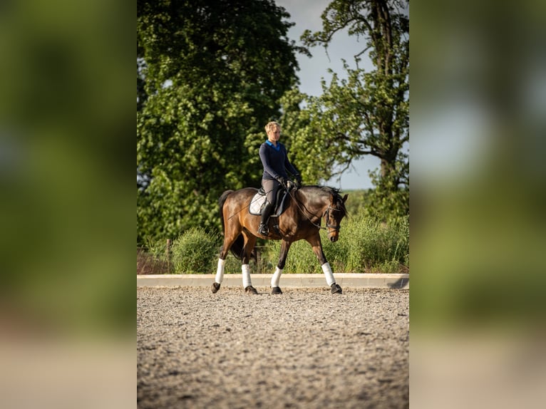 Poni alemán Caballo castrado 13 años 151 cm Castaño in Bedburg