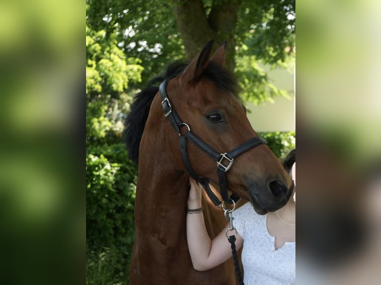 Poni alemán Caballo castrado 13 años 152 cm Castaño in Leymen