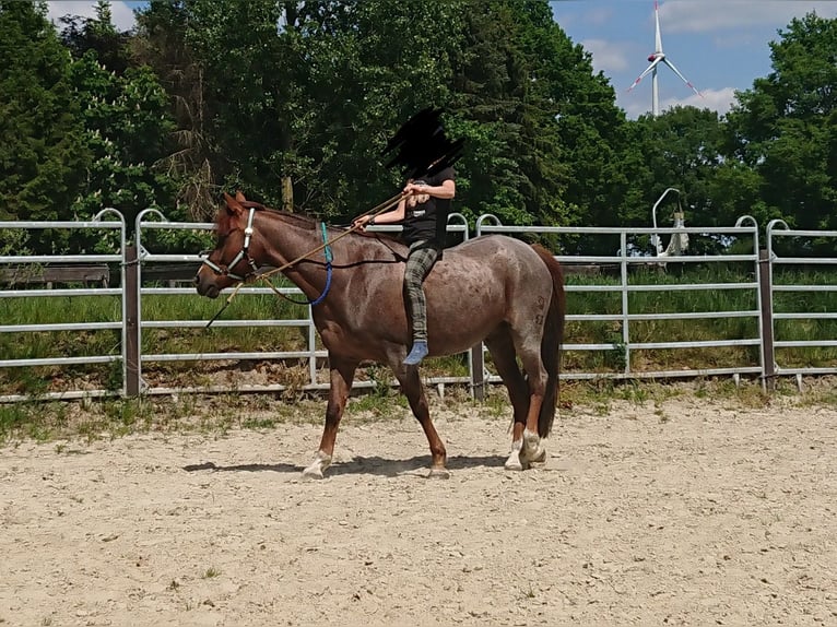 Poni alemán Caballo castrado 13 años 152 cm Ruano alazán in Sittensen