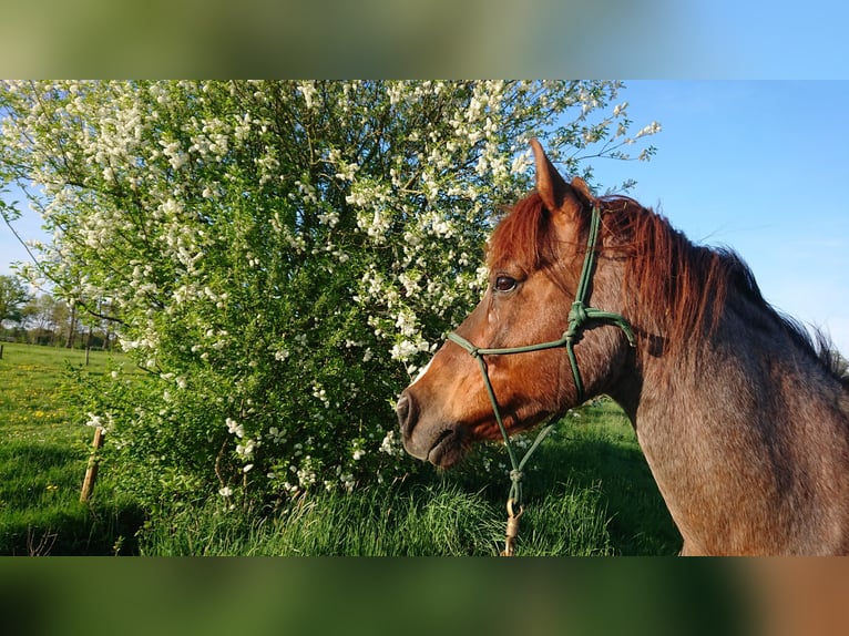 Poni alemán Caballo castrado 13 años 152 cm Ruano alazán in Sittensen