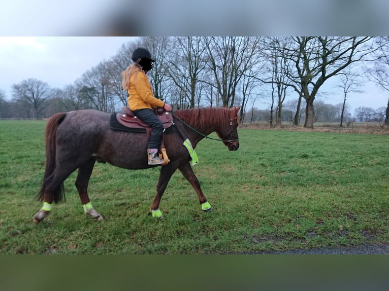 Poni alemán Caballo castrado 13 años 152 cm Ruano alazán in Sittensen