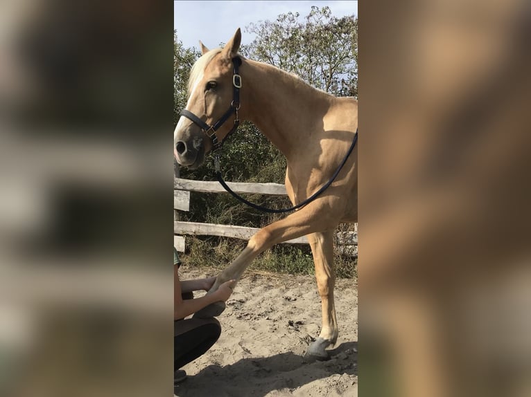 Poni alemán Caballo castrado 13 años 153 cm Palomino in Gau-Algesheim, Laurenziberg