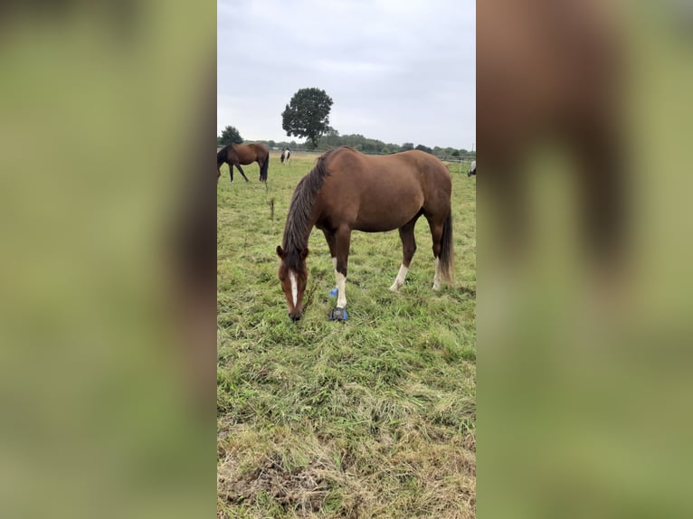 Poni alemán Caballo castrado 13 años 154 cm Alazán-tostado in Quickborn