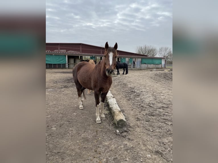 Poni alemán Caballo castrado 13 años 154 cm Alazán-tostado in Quickborn