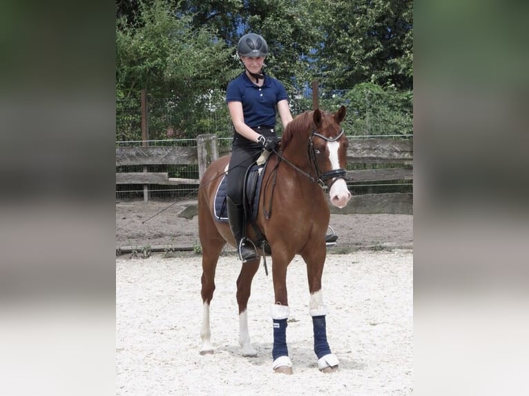 Poni alemán Caballo castrado 13 años 155 cm Alazán in Gelsenkirchen