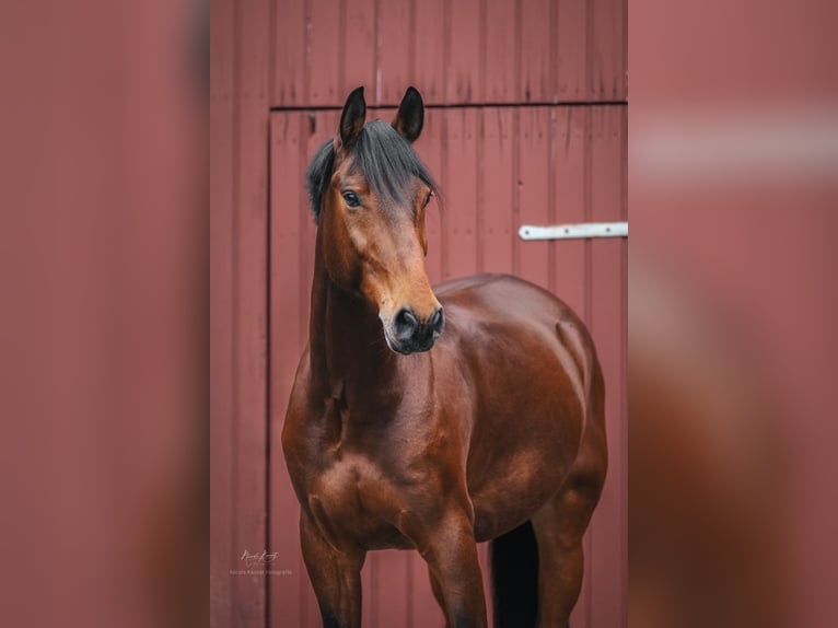 Poni alemán Caballo castrado 13 años 157 cm Castaño in Fulda