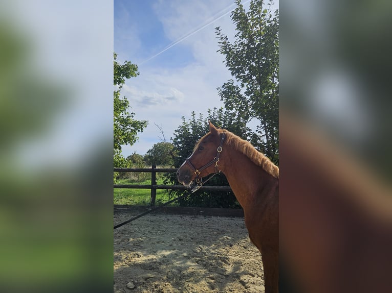 Poni alemán Mestizo Caballo castrado 14 años 139 cm Alazán in Weilerswist