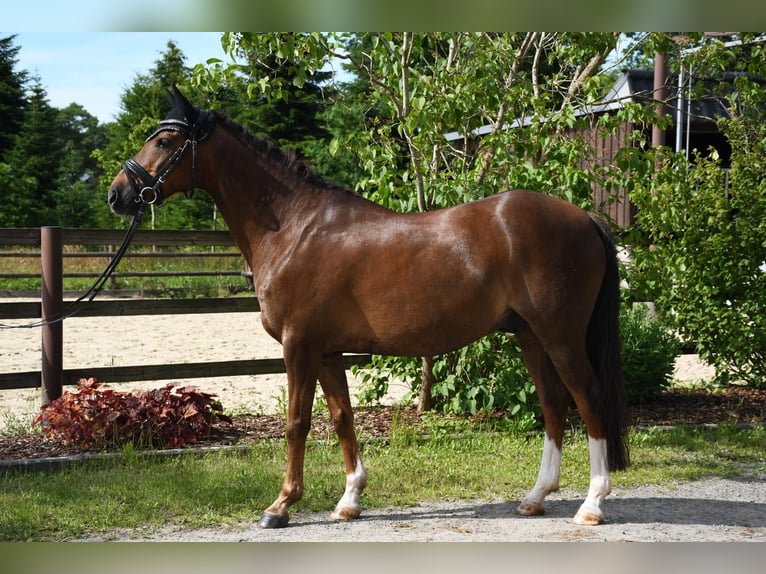 Poni alemán Caballo castrado 14 años 140 cm Alazán-tostado in bremervörde