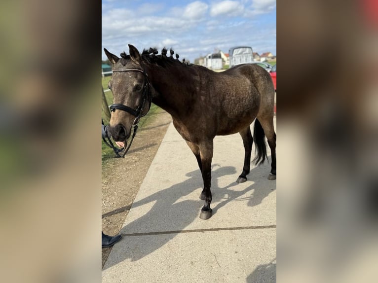 Poni alemán Caballo castrado 14 años 140 cm Castaño in Lauf an der Pegnitz