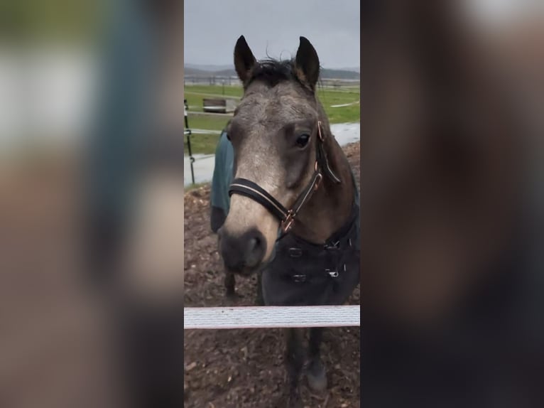 Poni alemán Caballo castrado 14 años 140 cm Castaño in Lauf an der Pegnitz