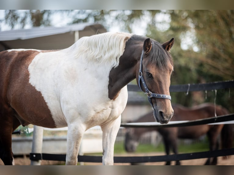 Poni alemán Mestizo Caballo castrado 14 años 142 cm Pío in Much