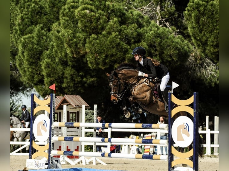Poni alemán Caballo castrado 14 años 145 cm Castaño in Valldoreix