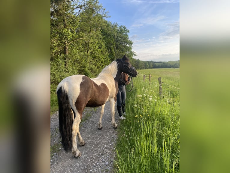 Poni alemán Mestizo Caballo castrado 14 años 145 cm Pío in Neuenrade