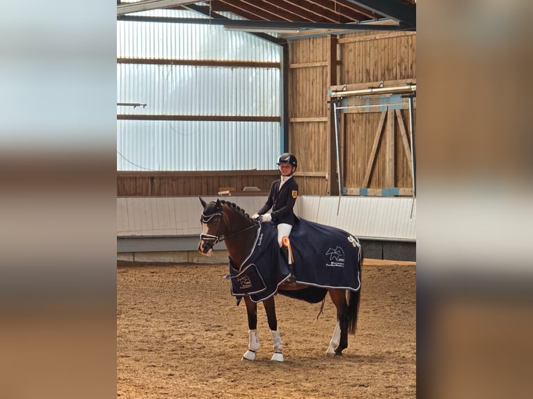 Poni alemán Caballo castrado 14 años 146 cm Castaño in Münster