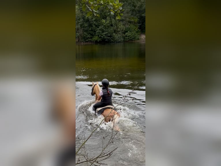 Poni alemán Caballo castrado 14 años 146 cm Palomino in Gescher