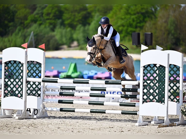 Poni alemán Caballo castrado 14 años 146 cm Palomino in Haren