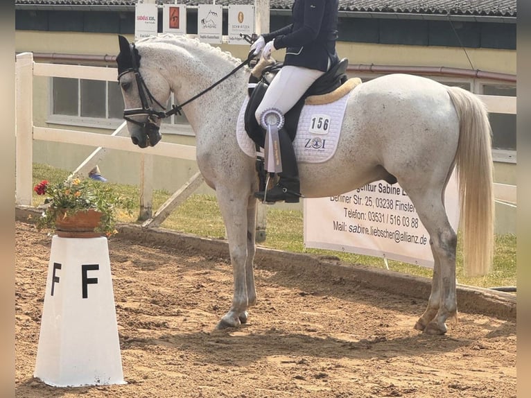 Poni alemán Caballo castrado 14 años 146 cm Tordo in Berlin