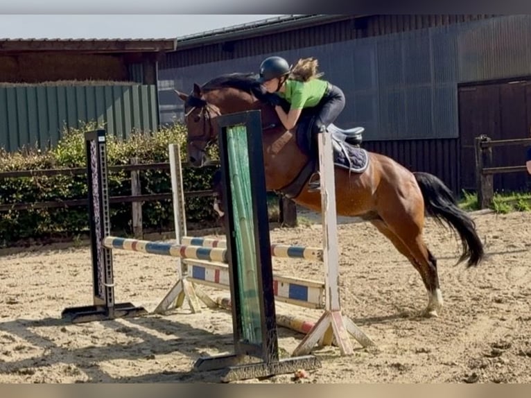 Poni alemán Caballo castrado 14 años 147 cm Castaño in Hörstel