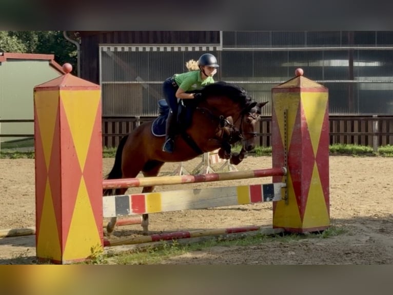 Poni alemán Caballo castrado 14 años 147 cm Castaño in Hörstel